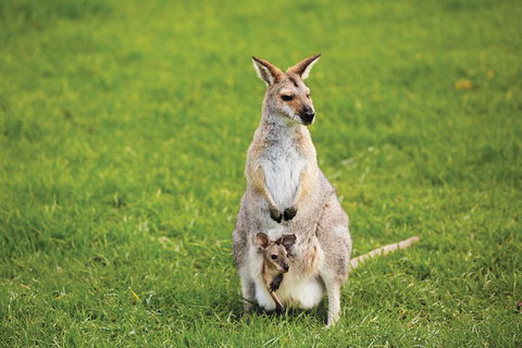 Full-Day Small-Group History And Heritage Tour Of Brisbane City - Accommodation BNB 4