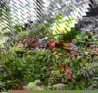 Australian Butterfly Sanctuary - Accommodation BNB