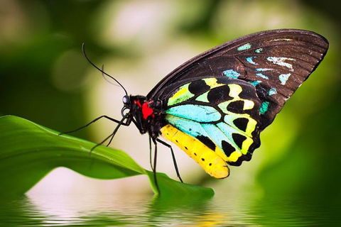 Australian Butterfly Sanctuary - Accommodation BNB 4