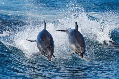 3-Hour Bruny Island Cruise From Adventure Bay, Bruny Island - Accommodation BNB 3