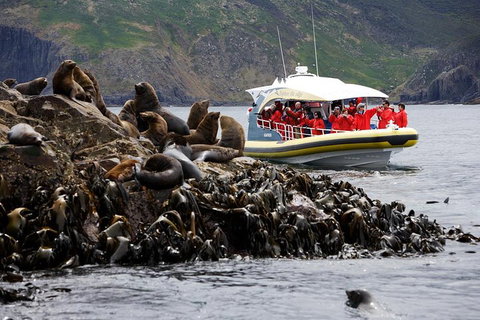 3-Hour Bruny Island Cruise From Adventure Bay, Bruny Island - Accommodation BNB 4