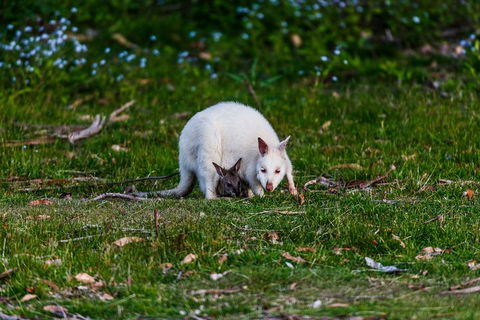 Bruny Island Traveller - Gourmet Tasting And Sightseeing Day Trip From Hobart - Accommodation BNB 3