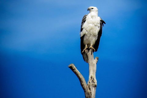 Kangaroo Island 75-Minute Ocean Safari - Accommodation BNB 0