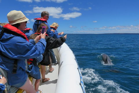 Kangaroo Island 75-Minute Ocean Safari - Accommodation BNB 3