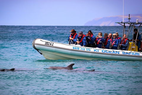 Kangaroo Island 75-Minute Ocean Safari - Accommodation BNB 4