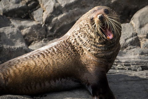 Kangaroo Island 75-Minute Ocean Safari - Accommodation BNB 5