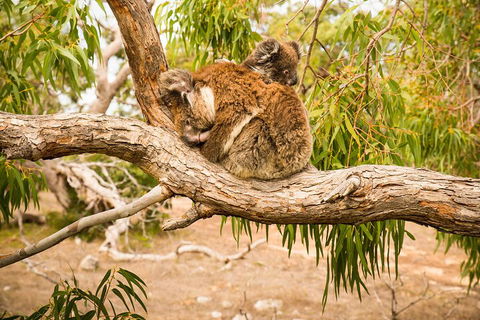 10 Day Perth To Adelaide Private Tour - The Great Australian Wilderness Journey - Accommodation BNB 4