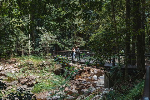 Springbrook AndTamborine Rainforest Tour Incl Natural Bridge And Glow Worm Cave - Accommodation BNB 3