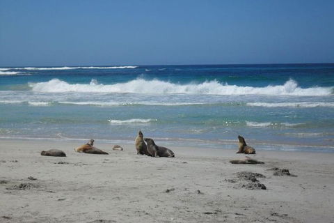 Kangaroo Island In A Day Tour From Adelaide - Accommodation BNB 1