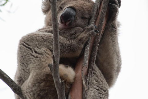 2-Day Kangaroo Island 4WD Small-Group Tour From Adelaide - Accommodation BNB 0