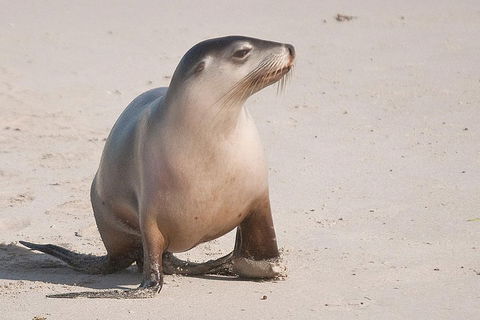 2-Day Kangaroo Island 4WD Small-Group Tour From Adelaide - Accommodation BNB 4
