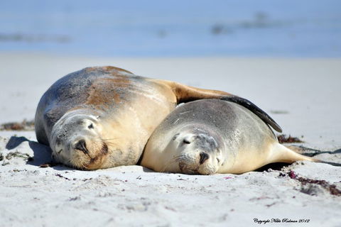 NEW TOUR - Kangaroo Island Road To Recovery Tour (1 Day/1 Night) - Accommodation BNB 1