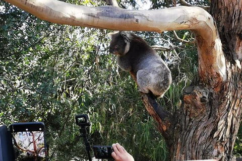 Small-Group Great Ocean Road Day Trip From Melbourne - Accommodation BNB 0