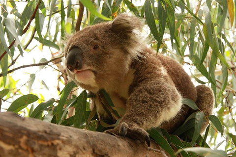 Private Tour: Great Ocean Road From Melbourne - Accommodation BNB 1