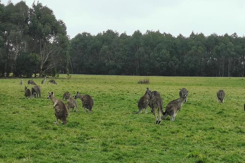 Private Tour: Great Ocean Road From Melbourne - Accommodation BNB 4