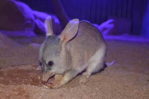 Kuranda Wildlife Experience Three Attraction Pass - Accommodation BNB 0