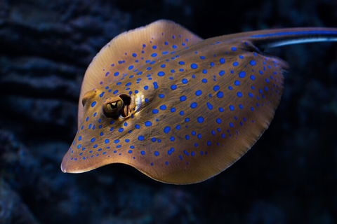 Cairns Aquarium Tour By Twilight With Drink And Appetiser - Accommodation BNB 0