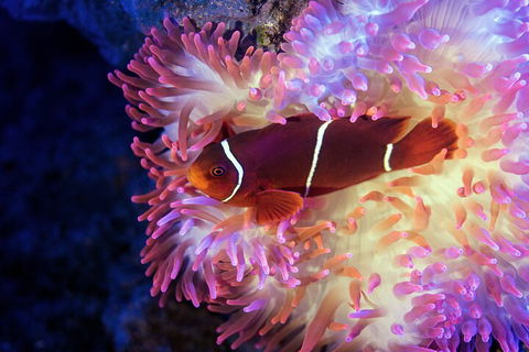 Cairns Aquarium Tour By Twilight With Drink And Appetiser - Accommodation BNB 5