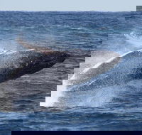 Whale Watching by Sea World Cruises - Accommodation BNB