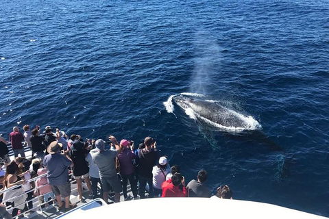 Whale Watching By Sea World Cruises - Accommodation BNB 5