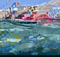 Outer Reef Pontoon Experience from Cairns - Accommodation BNB