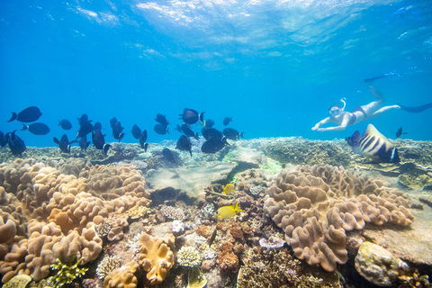 Outer Reef Pontoon Experience From Cairns - Accommodation BNB 4