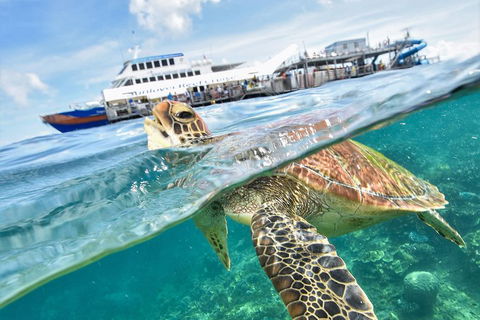 Outer Reef Pontoon Experience From Cairns - Accommodation BNB 5