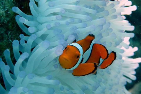Seastar Luxury Outer Great Barrier Reef Island And Reef Tour From Cairns - Accommodation BNB 0