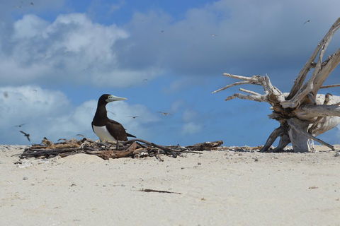 Seastar Luxury Outer Great Barrier Reef Island And Reef Tour From Cairns - Accommodation BNB 1