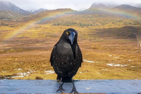 Cradle Mountain Park Explorer Guided Tour - Accommodation BNB 2
