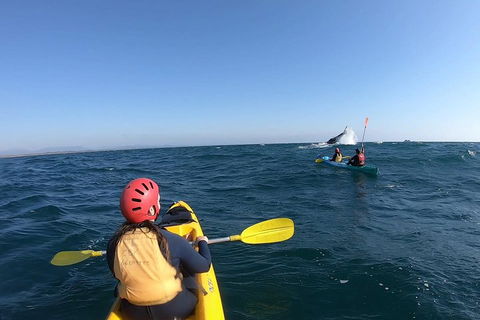Kayaking With Dolphins In Byron Bay Guided Tour - Accommodation BNB 3