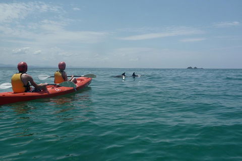Kayaking With Dolphins In Byron Bay Guided Tour - Accommodation BNB 4