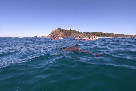 Kayaking With Dolphins In Byron Bay Guided Tour - Accommodation BNB 5