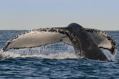 Sydney Whale-Watching Cruise Including Lunch Or Breakfast - Accommodation BNB 0
