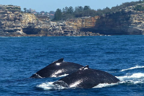 Sydney Whale-Watching Cruise Including Lunch Or Breakfast - Accommodation BNB 2