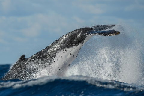 Sydney Whale-Watching Cruise Including Lunch Or Breakfast - Accommodation BNB 4