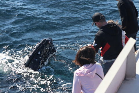 Sydney Whale-Watching Cruise Including Lunch Or Breakfast - Accommodation BNB 5