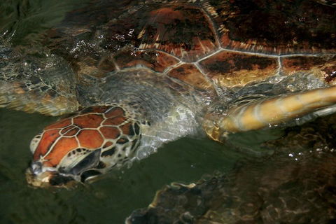 Cape Leveque 4WD Tour From Broome With Optional Return Flight - Accommodation BNB 2
