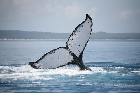 Hervey Bay Whale Watching Cruise - Accommodation BNB 0