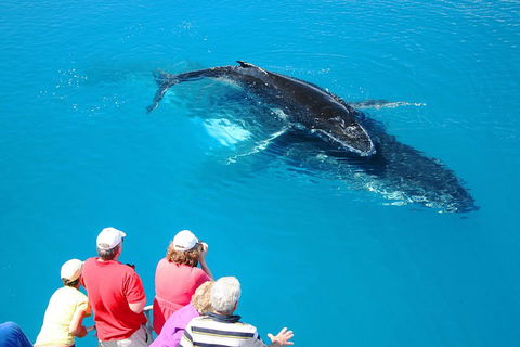Hervey Bay Whale Watching Cruise - Accommodation BNB 2