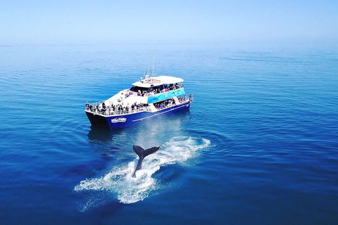 Hervey Bay Whale Watching Cruise - Accommodation BNB 5