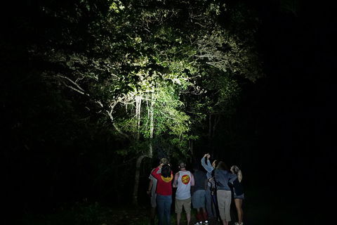 Atherton Tablelands Rain Forest By Night From Cairns - Accommodation BNB 2