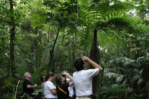 Atherton Tablelands Rain Forest By Night From Cairns - Accommodation BNB 3
