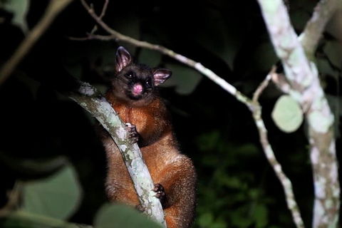 Atherton Tablelands Rain Forest By Night From Cairns - Accommodation BNB 4