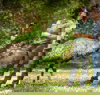 Great Ocean Road 2 Day Highlights Tour and sunset 12 Apostles - Accommodation BNB