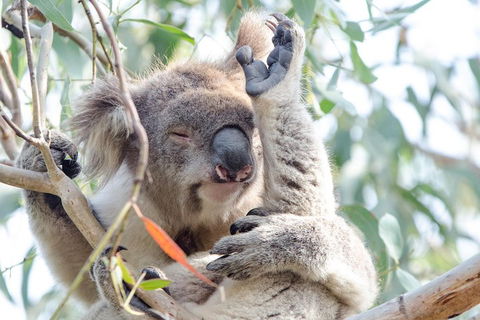Great Ocean Road Reverse Itinerary With 12 Apostles From Melbourne - Accommodation BNB 1