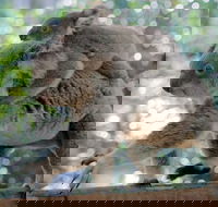 Lone Pine Koala Sanctuary Admission with Brisbane River Cruise - Accommodation BNB