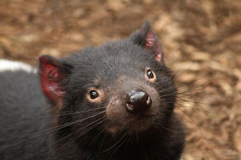Day Tour In Mt. Field, Mt. Wellington, Bonorong Wildlife Sanctuary And Richmond - Accommodation BNB 4