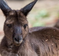 Australian Wildlife Tour at Melbourne Zoo Ticket