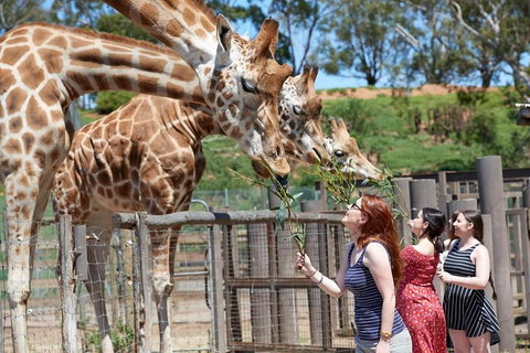 Slumber Safari At Werribee Open Range Zoo - Accommodation BNB 3